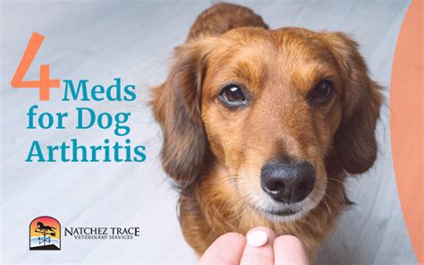 Dog Arthritis and 4 Powerful Meds That Eliminate It