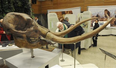 Mammoth tusk found in North York nearly a century ago donated to ROM collection - North York ...