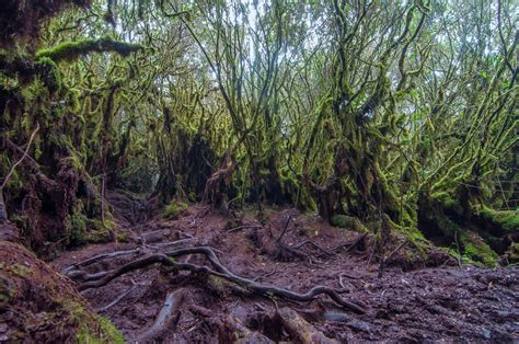 Fangorn Forest | Like a scene out of a LOTR movie... the jou… | Flickr