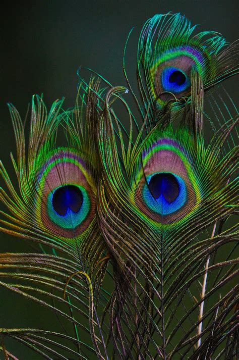 350+ Peacock Feather Pictures | Download Free Images on Unsplash