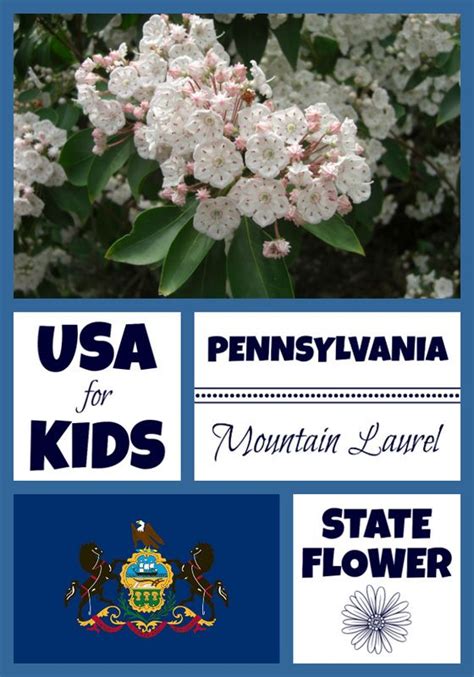 Pennsylvania State Flower - Mountain Laurel by USA Facts for Kids | Usa facts, Facts for kids ...