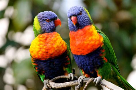 Australian Parrots and Birds