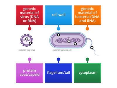 Germs and bacteria - Teaching resources