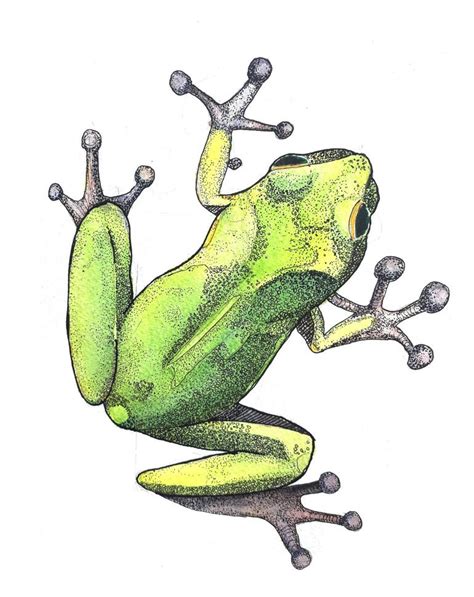 Green Frog Drawing by Aga Silva | Saatchi Art