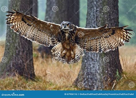 Flying Eurasian Eagle Owl With Open Wings In Forest Habitat With Trees, Wide Angle Lens Photo ...