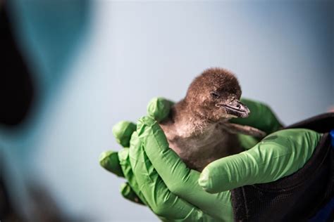 Adorable baby penguins hatch at Monterey Bay Aquarium – and you might ...