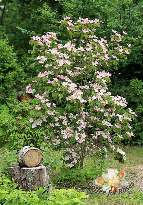 I love Cornus kousa 'Satomi' - the pink kousa dogwood. #greatplants #gardening #GardenShrubs ...