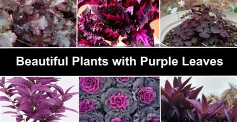 Purple Leaved Plants For The Garden | Fasci Garden