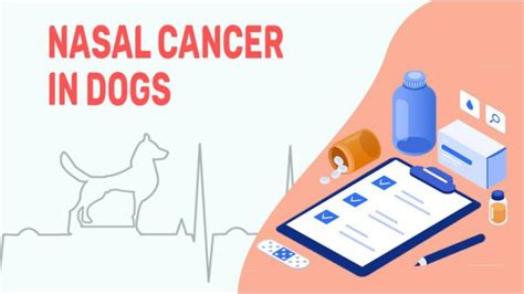 Nasal Cancer In Dogs: Facts, Symptoms & Treatment - Petmoo