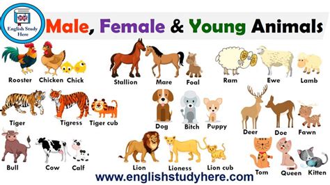 https://englishstudyhere.com/animals/male-female-and-young-animals-names/ | Baby animal names ...