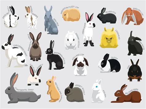 Breeds Of Rabbit, Svg, Png, Jpg, 16*20 | lupon.gov.ph