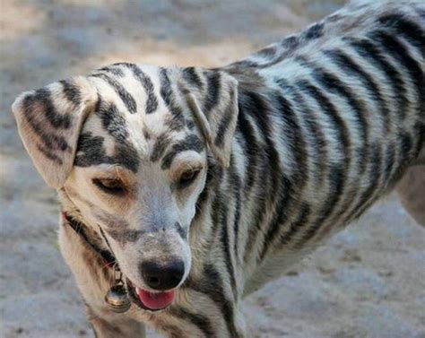 Striped dog | Unusual animals, Unique animals, Dogs