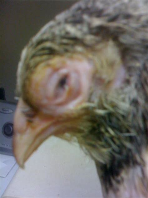 Eye Symptoms: Eye Worms In Chickens Symptoms