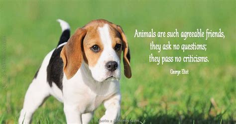 Animals are such agreeable friends… – Quotes 2 Remember