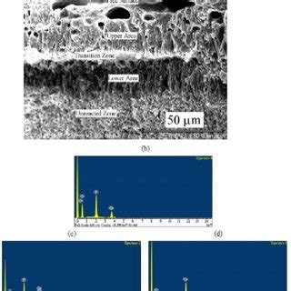 (a)A fractograph perpendicular to the free surface of infiltrated... | Download Scientific Diagram