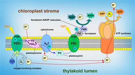 Which Compounds Donate Electrons To The Electron Transport Chain