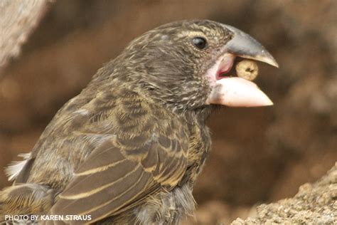 Seven Things to Brag About After Visiting the Galápagos Islands | Holbrook Travel