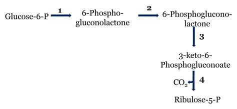 Pentose Phosphate Pathway: Source of NADPH for Reductive Biosynthesis (Biochemistry)
