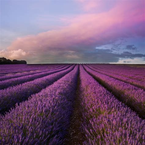 Where to find Purple in Nature! - Purpleologist