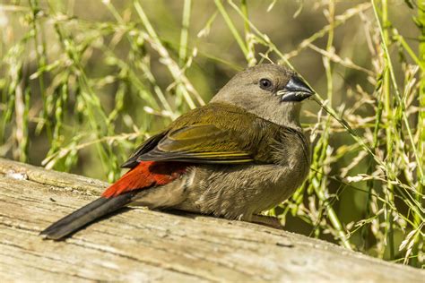 Red-browed Finch in Australia 24735852 Stock Photo at Vecteezy