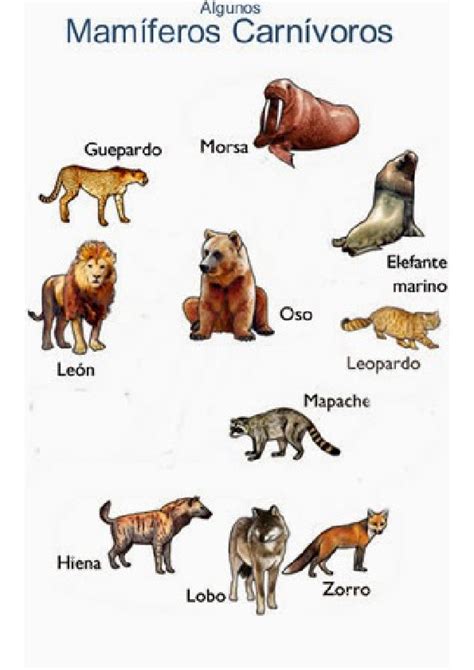 Pin en animales