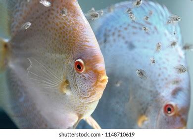 317 Breeding discus Images, Stock Photos & Vectors | Shutterstock