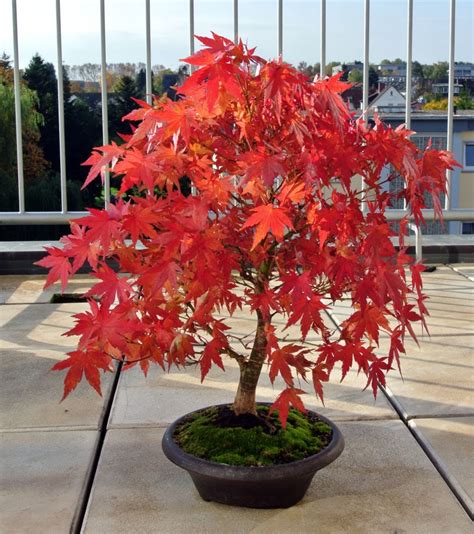 100PCS Red Japanese Maple Redleaf Palmatum Dwarf Bonsai Plant Tree Seeds Gaden Plants, Seeds ...