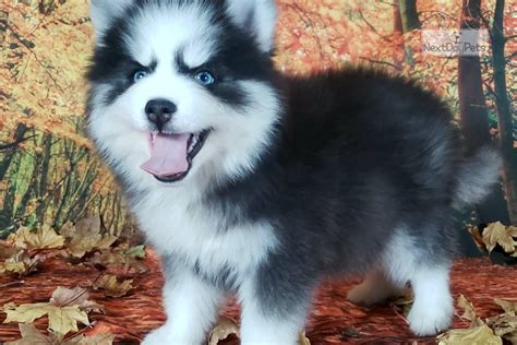 Micro Charles : Pomsky puppy for sale near Spokane / Coeur D'alene ...