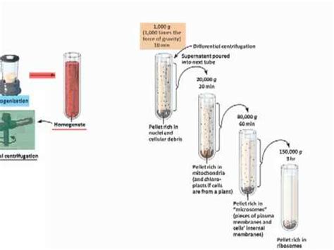 Cell Fractionation .mp4