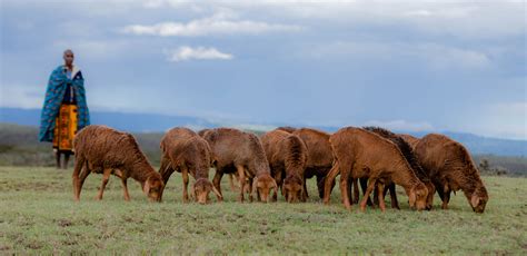 The Maasai of Kenya and the Red Maasai sheep slow food presidium