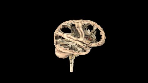 Model of a human brain - Download Free 3D model by Science Museum Group (@sciencemuseum ...