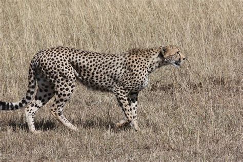 Free photo: Cheetah, Hunt, Predator, Cat, Speed - Free Image on Pixabay ...