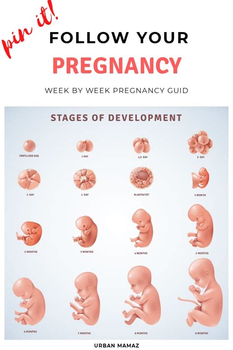 Pregnancy Week by Week Guide - Pregnancy Stages - Urban Mamaz