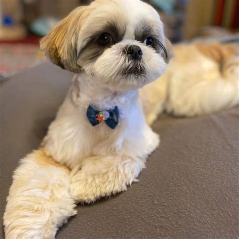 15 Amazing Facts About Shih Tzu You Probably Never Knew - Page 4 of 5 ...