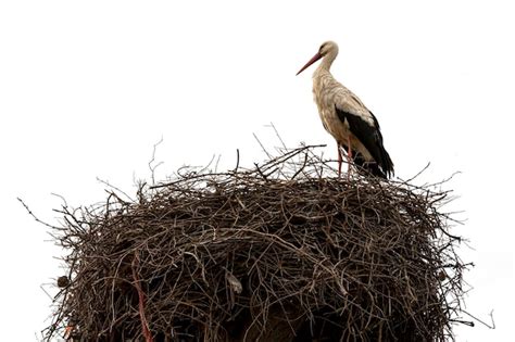 Premium Photo | Stork nest