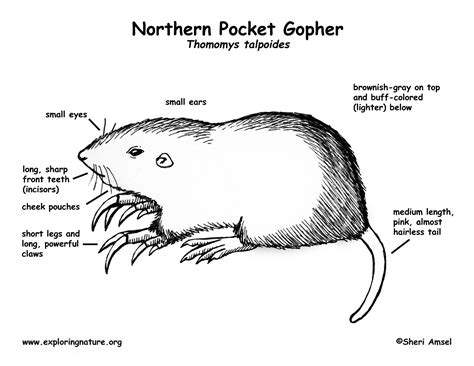 Pocket Gopher (Northern)