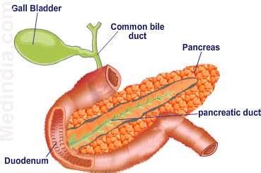 Anatomi Pankreas