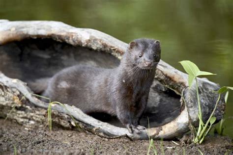 American Mink - Facts, Habitat, Pictures, Predators, Diet and Reproductioin