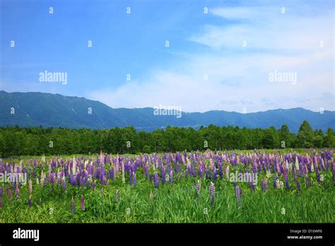 Lupine field mountains and blue sky in Kamishihoro, Hokkaido Stock ...