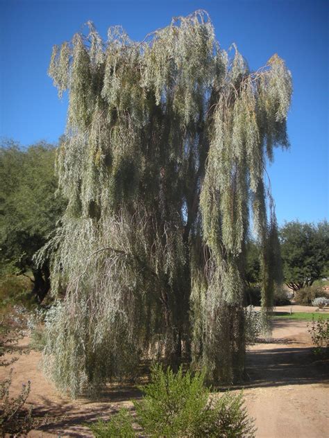 Acacia pendula (Weeping Myall) is a graceful small tree 15 to 30 feet tall. Its silver-grey ...