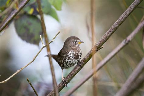 Birds In Nevada: 30 Species To Watch For In The Silver State