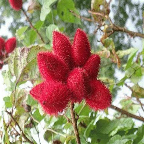 Bixin 90% (Annatto Seeds) at Best Price in Mumbai, Maharashtra | MIN CHEM INDIA