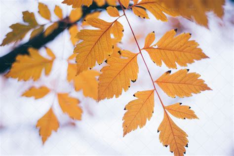 Yellow Autumn Leaves - Stock Photos | Motion Array