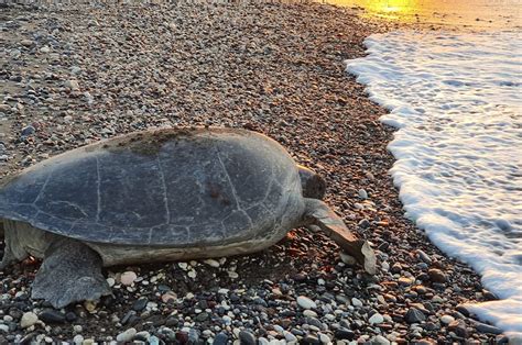 Sea turtles begin nesting season on Türkiye's Mersin beaches | Daily Sabah