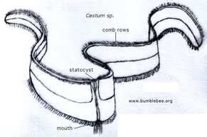 Reproduction - Ctenophora