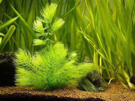 The 15 Best Aquarium Plants for Beginners - A-Z Animals