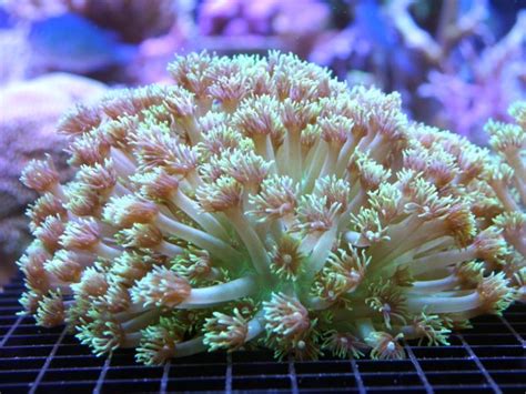 Goniopora Coral Care - Frag Box Corals