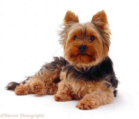 Animals Yorkshire Terrier 1238x1059px ≡ High Definition Wall Paper