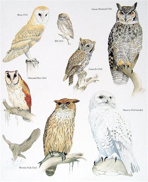 Barn Owl Elf Owl Screech Owl Vintage 1984 Birds Book Plate