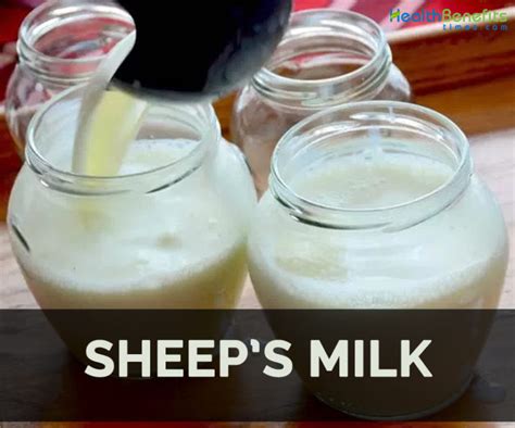 Sheep's milk Facts, Health Benefits and Nutritional Value